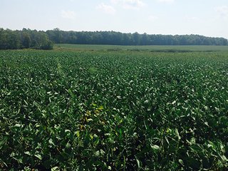 Property photo 3 - REAL ESTATE AUCTION - 56.7+/- ACRES OFFERED IN 3 TRACTS IN STEUBEN COUNTY